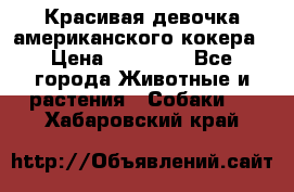 Красивая девочка американского кокера › Цена ­ 35 000 - Все города Животные и растения » Собаки   . Хабаровский край